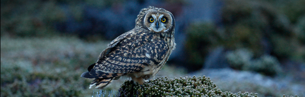 SHORT-EARED OWL Asio flammeus sandfordi